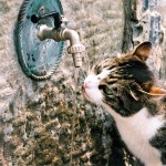 Katt, Cinque Terre.  © Elisabeth Sjöberg Strand.