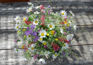 bordsblomma © Elisabeth Sjöberg Strand